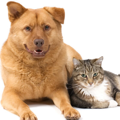 Redkey Veterinary Clinic - Veterinary Services