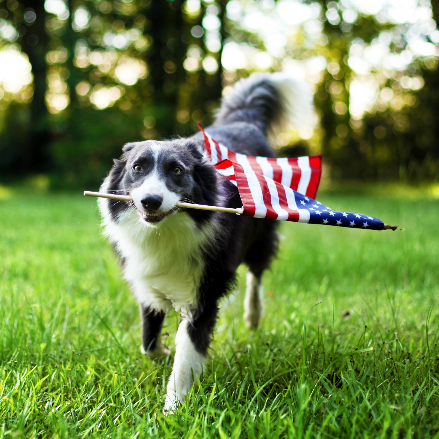 Dog Running With American Flag