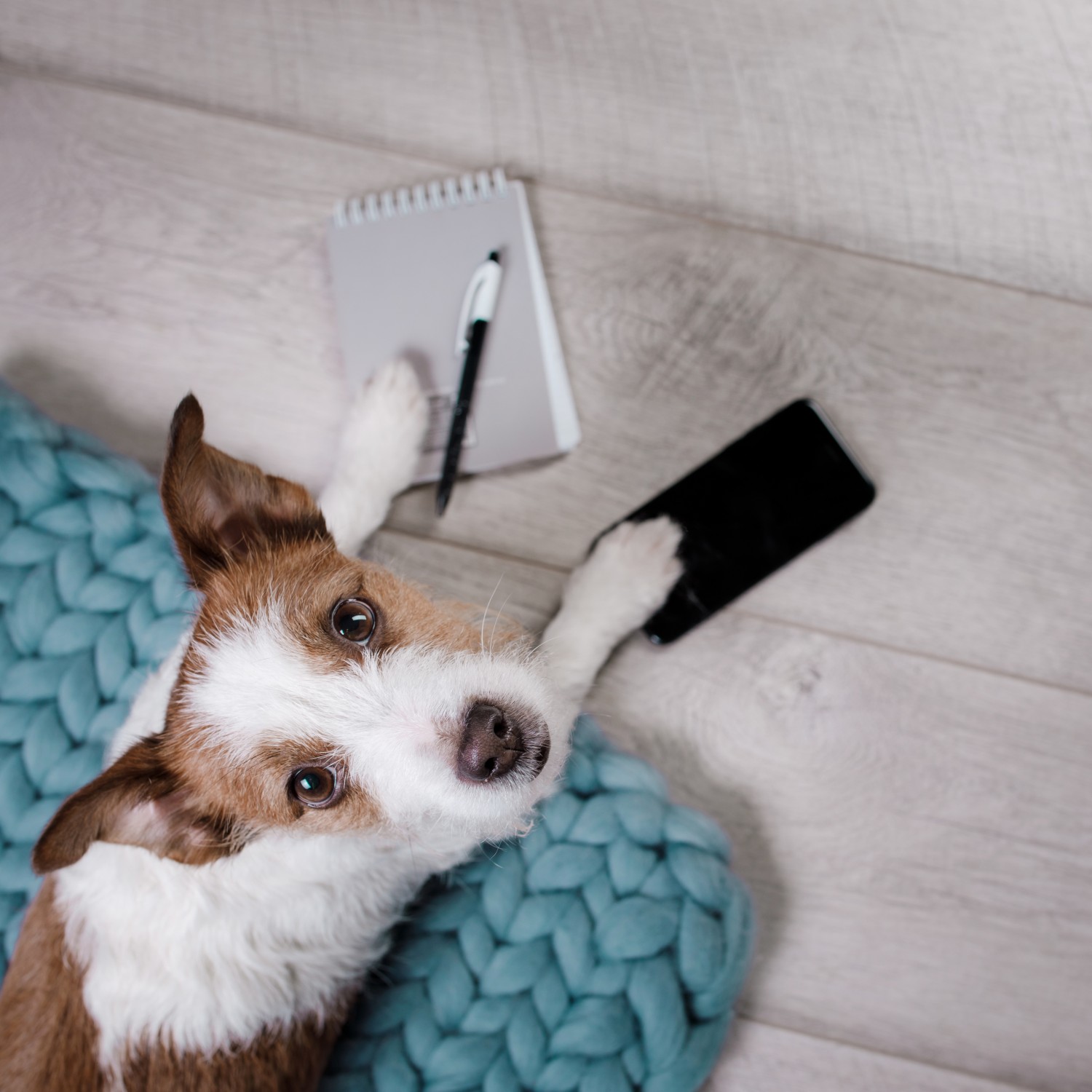 Dog on floor with phone and note pad