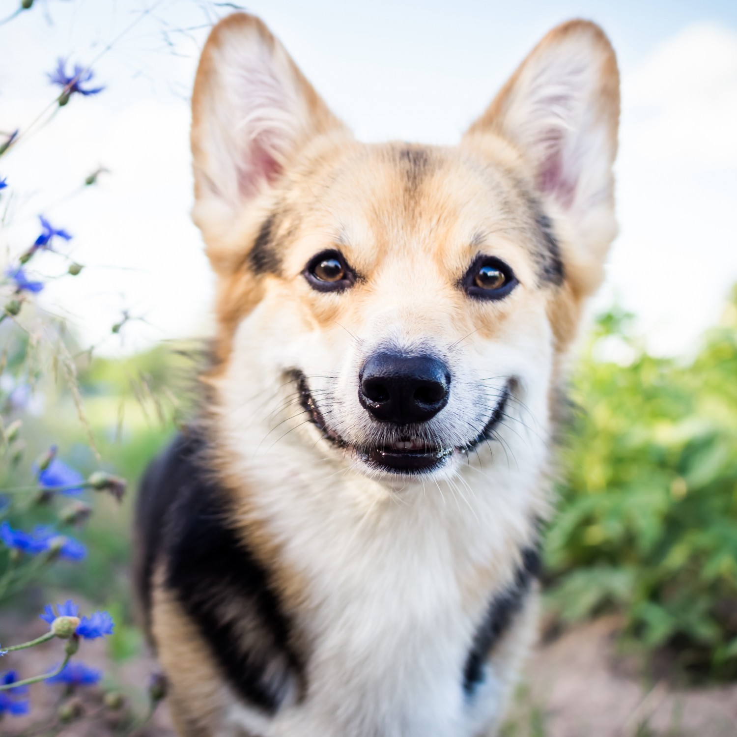 Dog in Field With Flowers