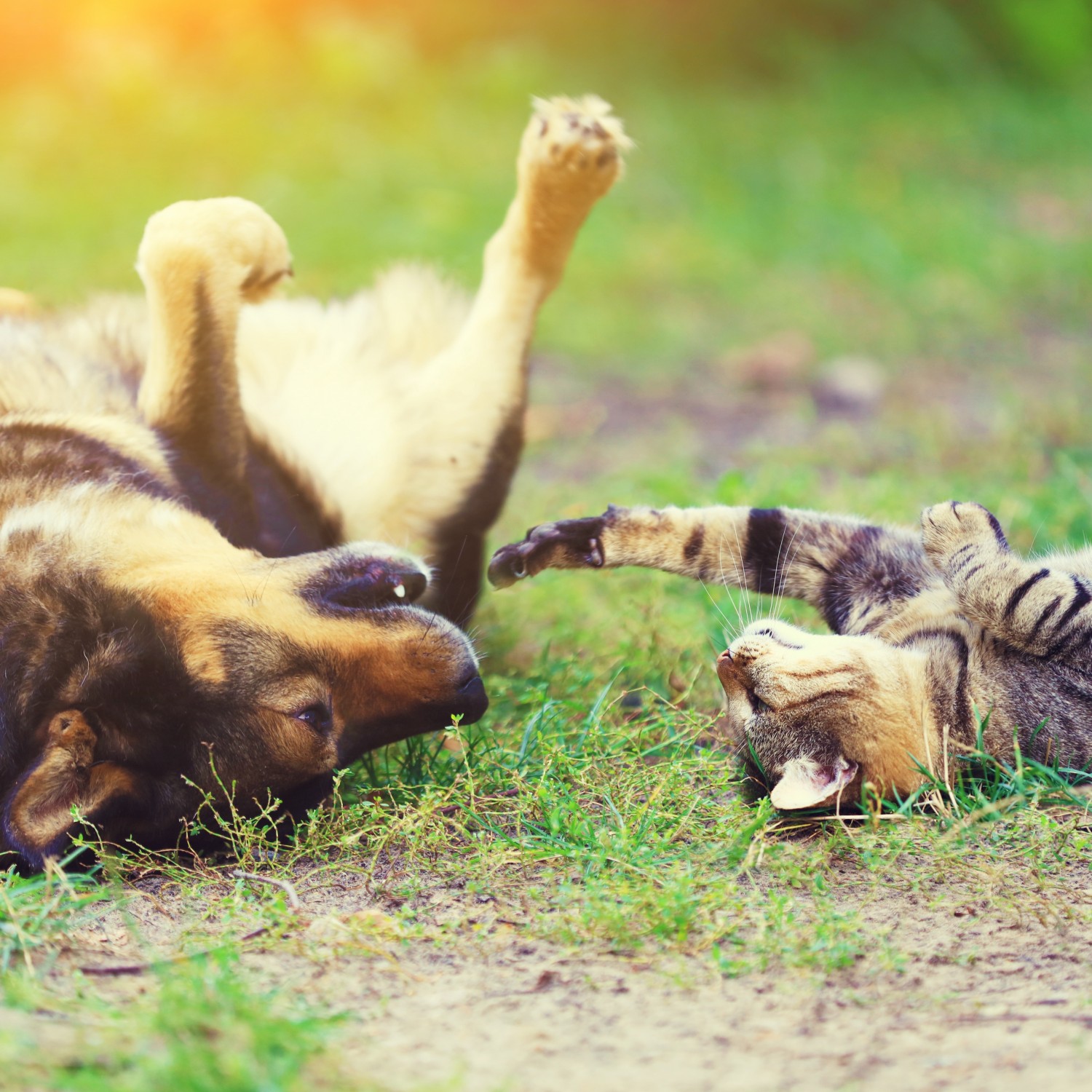 Dogs paw being wrapped