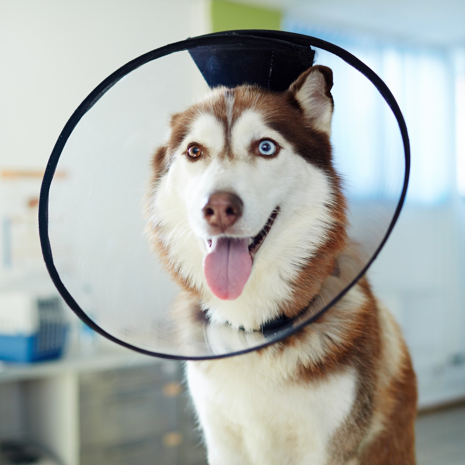 Surgical Services - Dog Wearing a Cone