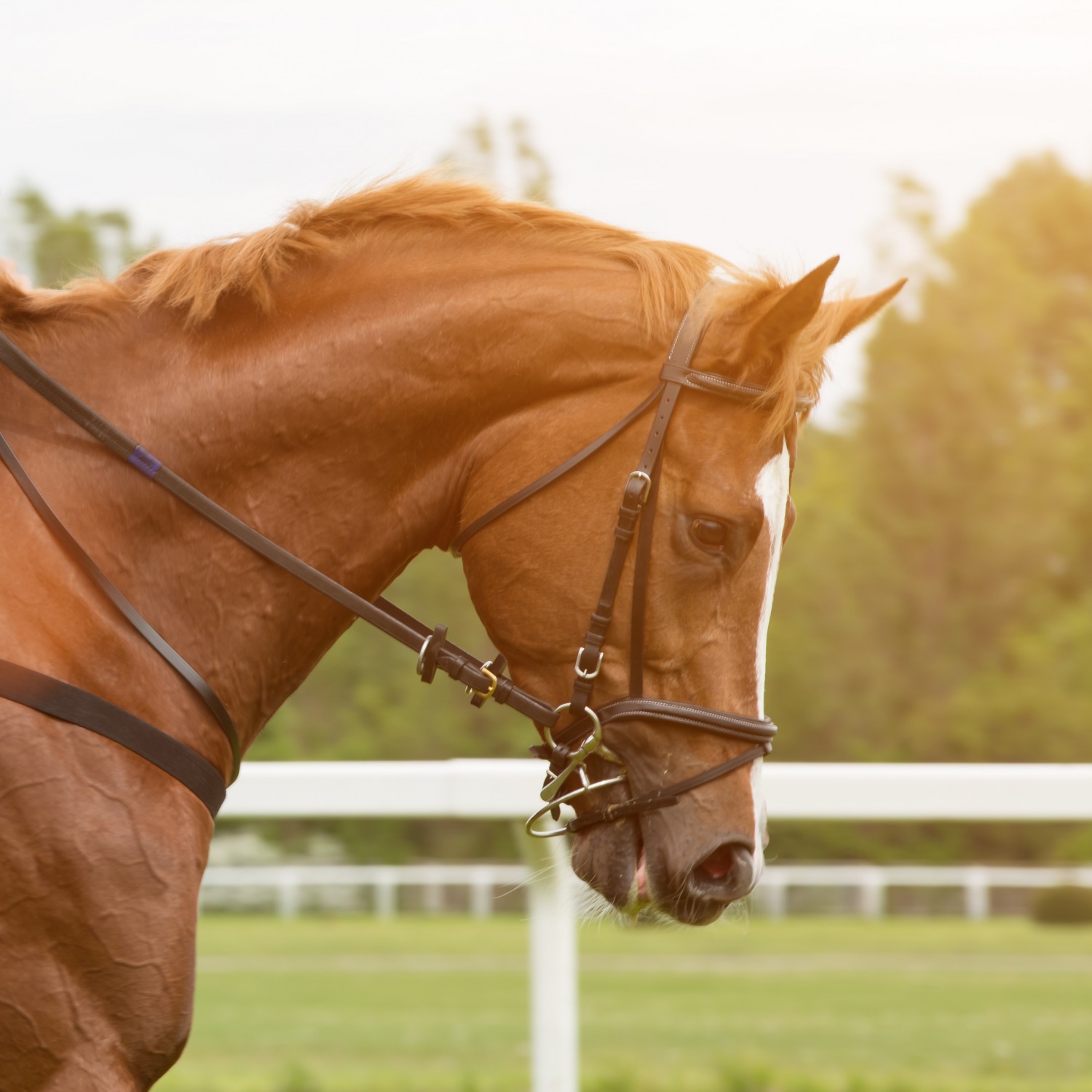 Large Animal Services - Horse in a field