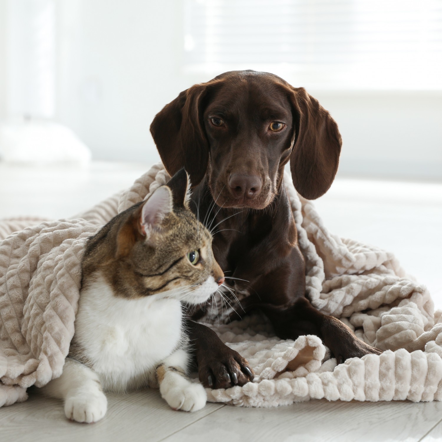 Boarding - Dog and Cat Cuddled in a Blanket