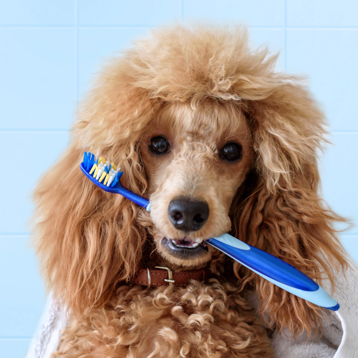 Dental Cleaning - Dog with Toothbrush